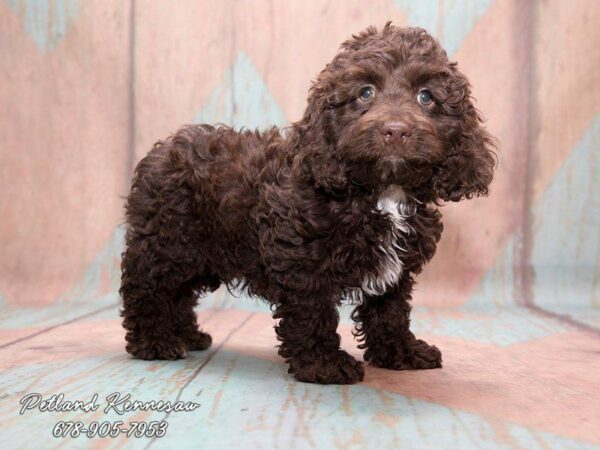 A Cockapoo Puppy is the Breed of Choice if You Want a Social and Easy Companion!