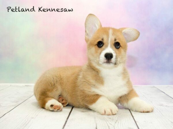 Corgi Puppies Aren’t Just for Royalty, But Your Family Too!