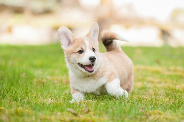 Let’s Compare Corgis