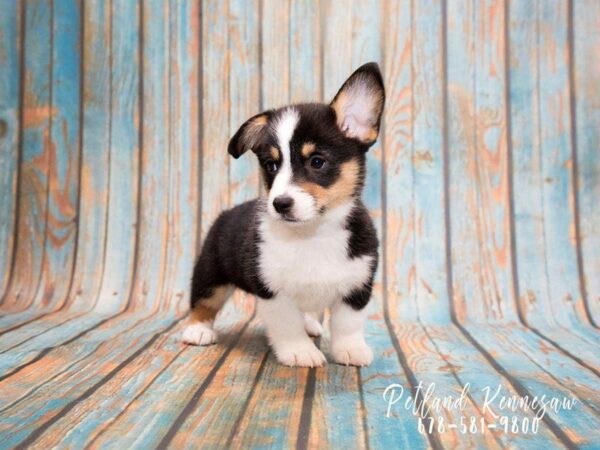 You Can Get Close to Royalty with Our Corgi Puppies for Sale!