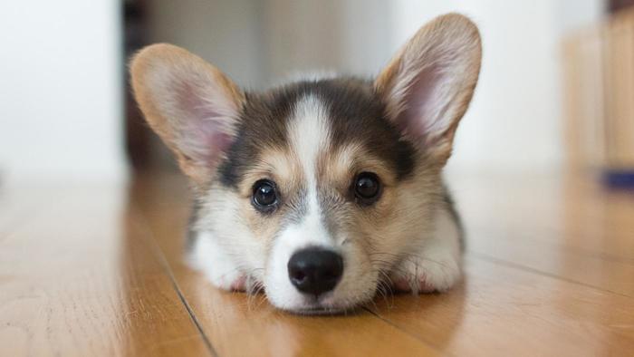 Corgi Puppies for Sale: Don’t Miss Out on This Quirky Breed!