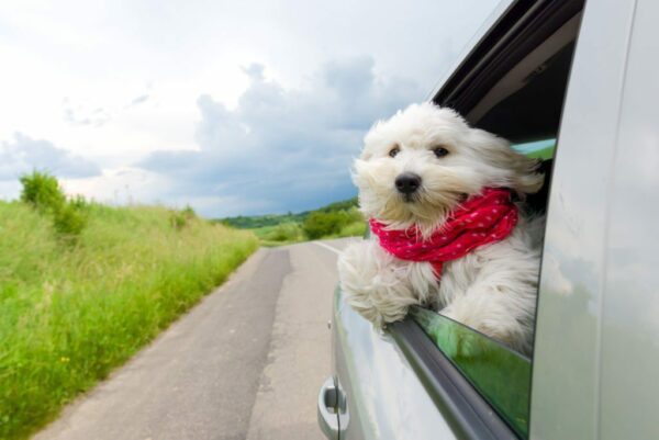 4 Things to Consider before Taking Your Pet Across the Country