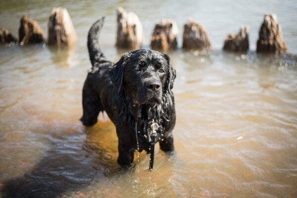 Cutest Big Dog Breeds: Summertime Fun with Your Furry One!