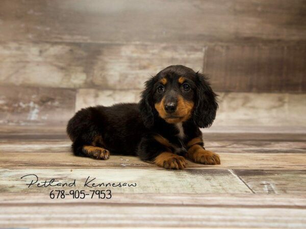 Dachshund Puppies for Sale, What’s Not to Love About the Weenie-Dog?