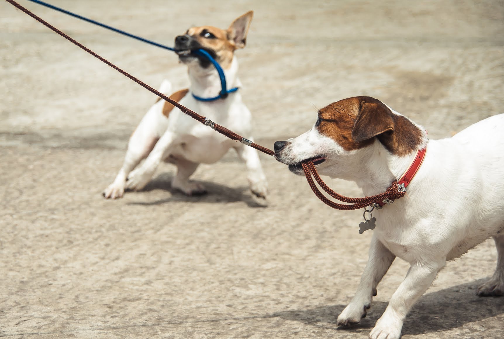 Dog Leash Problems Solved: Pulling, Mouthing, and Lunging