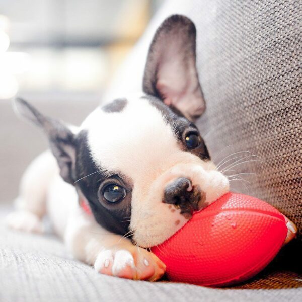 Petland Answers: What Dog Breeds Work for me?