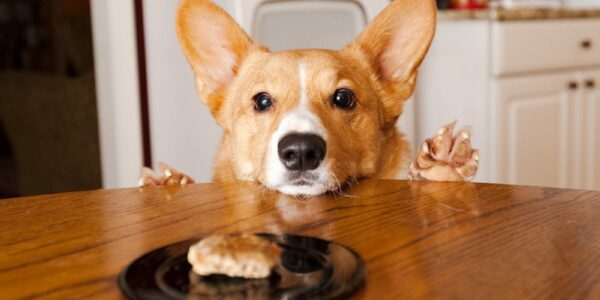 Dog Treats …Time for All Pumpkin Everything this Fall Season!