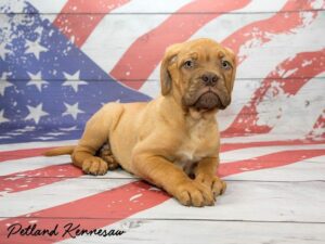 dogue de bordeaux for sale