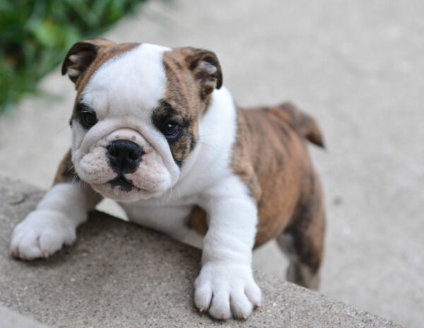 The History English Bulldog Puppies