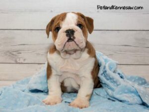 English Bulldogs for sale