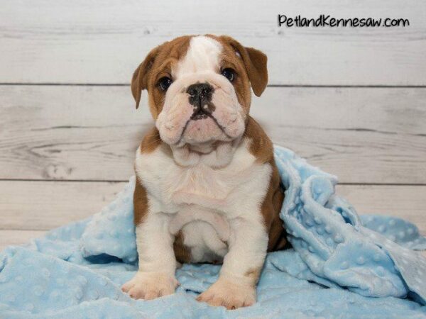 English Bulldogs for Sale: Stop By Petland Kennesaw Today!