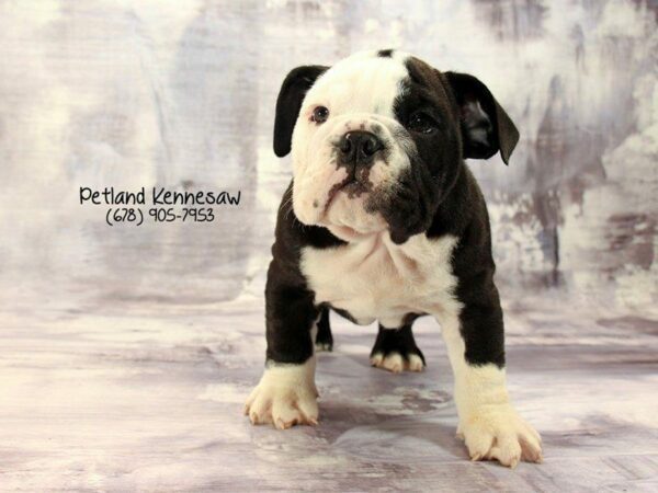 English Bulldogs: The Mascot of The World