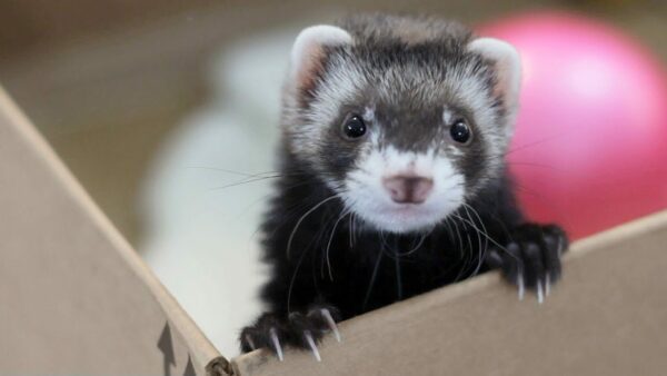 Important Facts About The Ferret