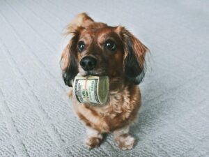 finance a puppy