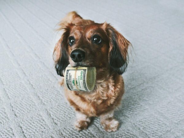 Barks Don’t Have To Break The Bank