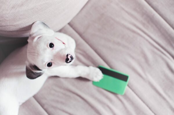 How to Finance a Puppy