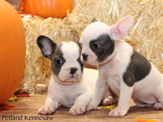 French Bulldog Puppies vs. Other Bulldogs – The Showdown