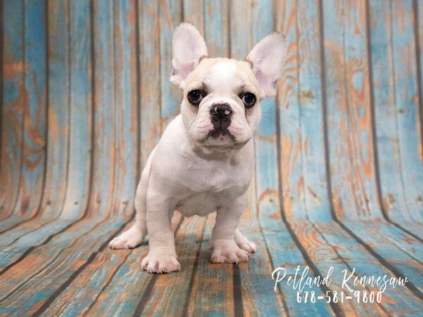 French Bulldogs Puppies for Sale, A Breed You Will Treasure Furrr-ever!