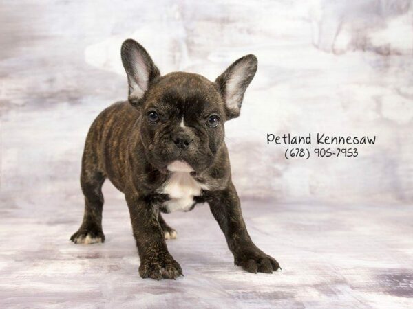 Five Fabulous Facts About French Bulldogs