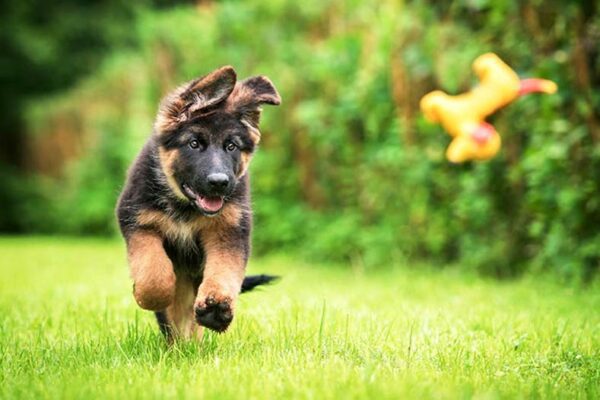 4 Fun Backyard Games for Your Dog this Summer