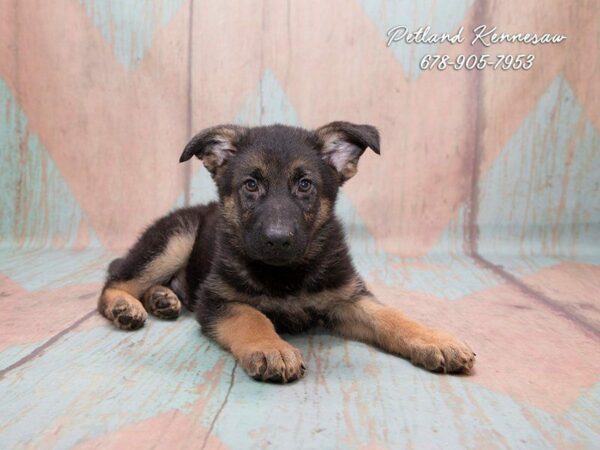German Shepherd Puppies for Sale: Unparalleled for Protection and Loyalty!