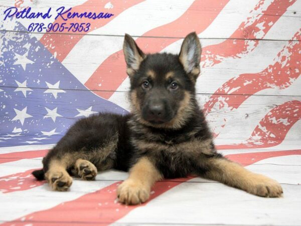 German Shepherds for Sale: Fiercely Loyal and Protective