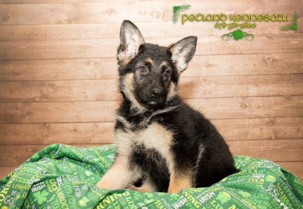 German Shepherds for Sale – Protective, Loyal and Perfect for Your Family!