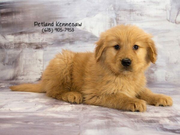 Gold Star for Golden Retriever