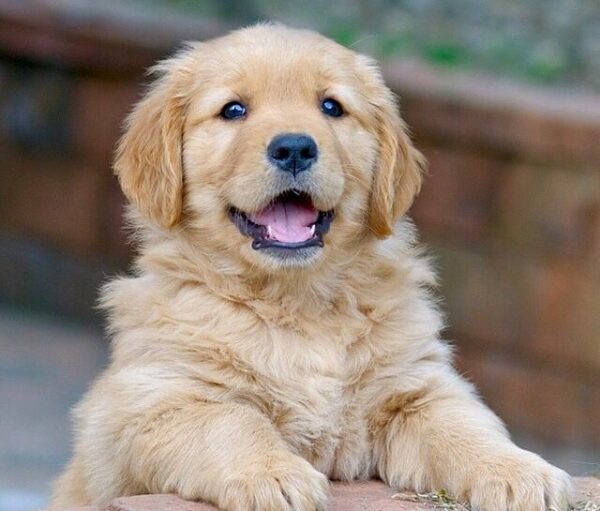 Golden Retrievers for Sale: The Ultimate Companion Dog