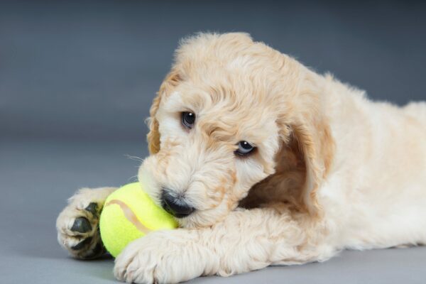 Miniature Goldendoodles Galore!