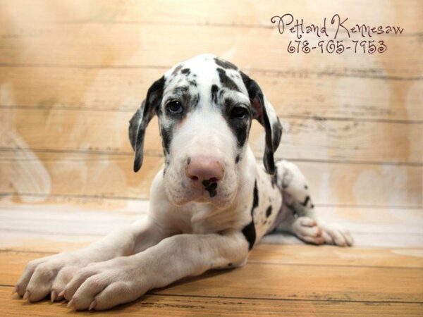 Petland’s Gentle Giants: Great Dane Puppies for Sale