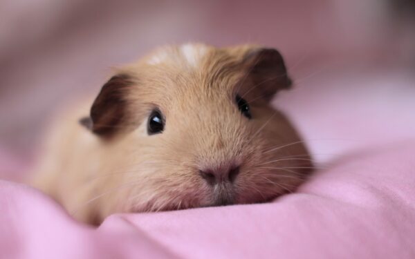 Adorable Guinea Pigs are here at Petland Kennesaw!