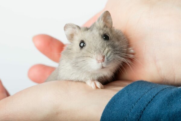 9 Harmful Hamster Treats