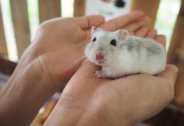 All About Those Little Hamsters!