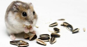 hamster treats