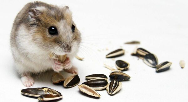 4 Ways to Keep a Hamster Healthy