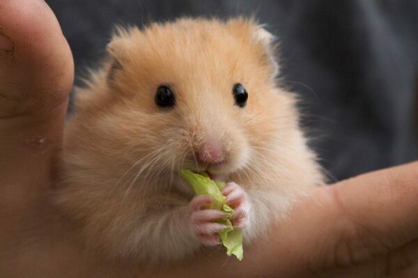 Healthy Hamster Treats You Can Make At Home