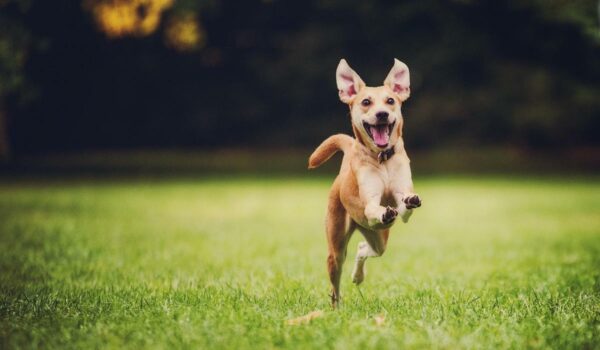 Puppy Training, 5 Important Things to Teach Them Right Away!