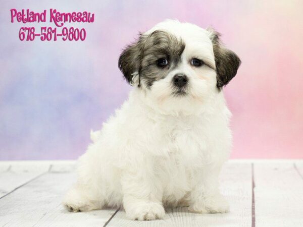 Our Havanese for Sale Will Be A Loyal and Lasting Companion!