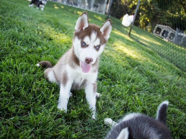 Petland Breeders Spotlight on Howling Hill Kennels: Where Does Petland Get Their Puppies?