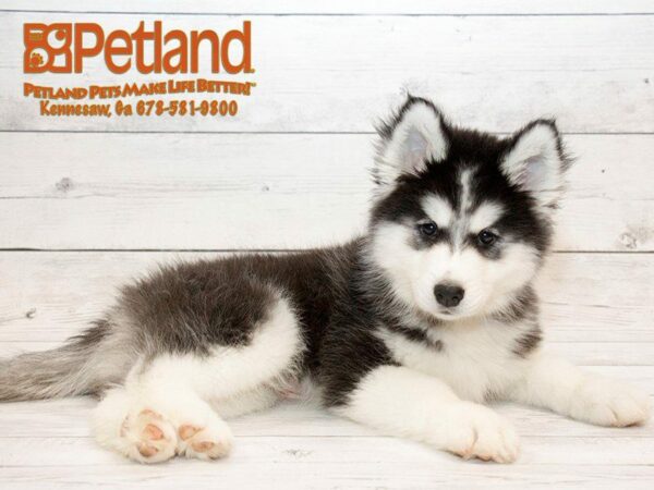 Siberian Huskies – Check out one of the most recognizable breeds in the world!