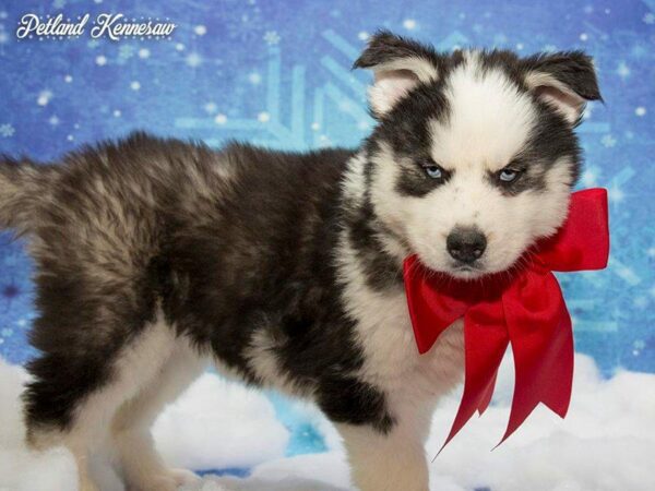 The Siberian Husky – Cool Facts About this Majestic Breed!
