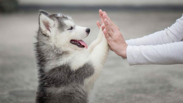 3 Facts About Husky Puppies for Sale in GA