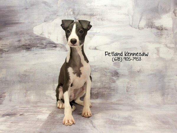 Who’s Who: Introducing the Italian Greyhound for Sale!