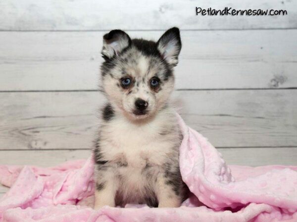 Pomsky Puppies – Why You Need One of These Pups in Your Life!