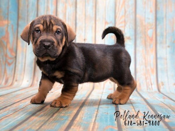 15 Walrus Puppy Facts