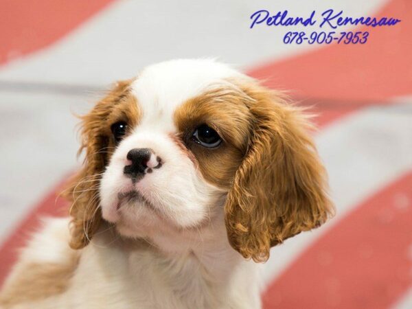 Kid-Friendly Dog Breeds – Small Pups for Your Family!
