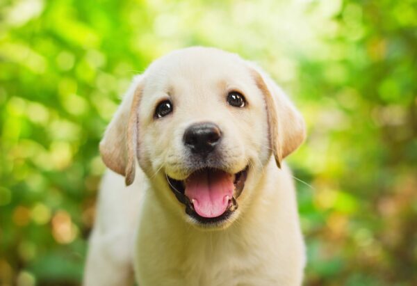 Family and Kid Friendly Dogs