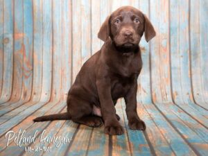 labrador retriever puppies for sale