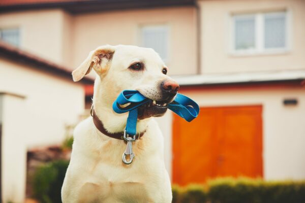 Identifying Leash Problems With Your Lab